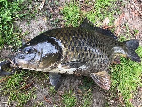 鯉|コイの特徴・見分け方 ｜ 写真から探せる魚図